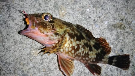 夏のロックフィッシュゲーム